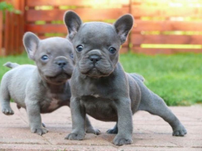 Two blue-grey French bulldog puppies on the patio outside Princeton Grooming