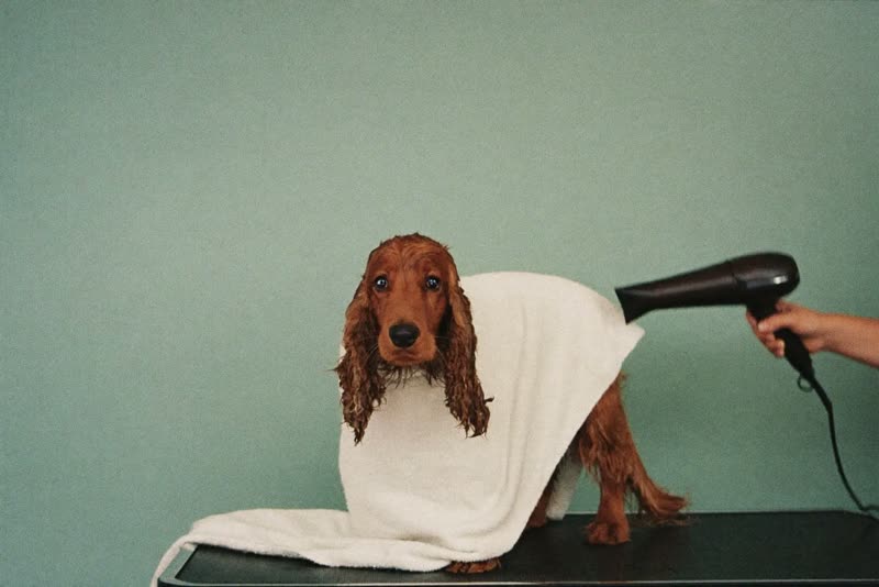 A spaniel wrapped in a towel after a bath