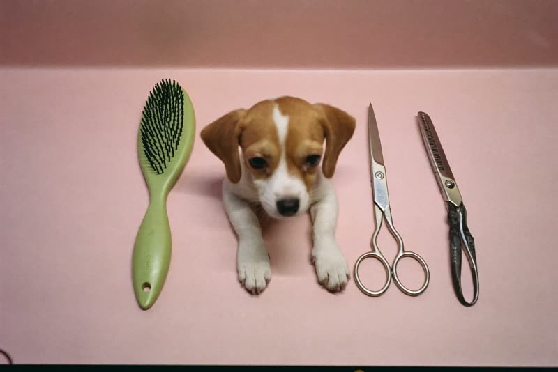 A grooming brush, comb, scissors and nail clipper laid out