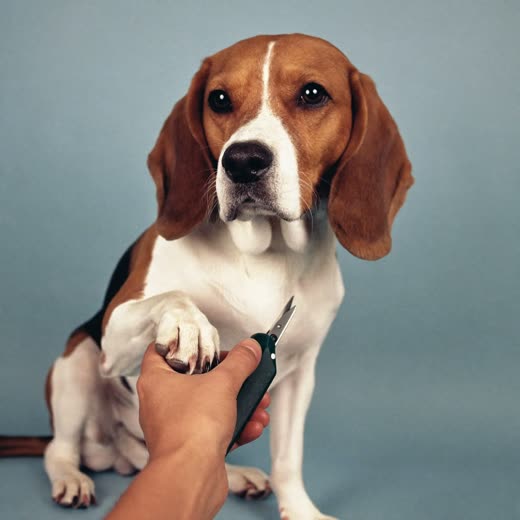 A beagle's paw being held for a nail trim