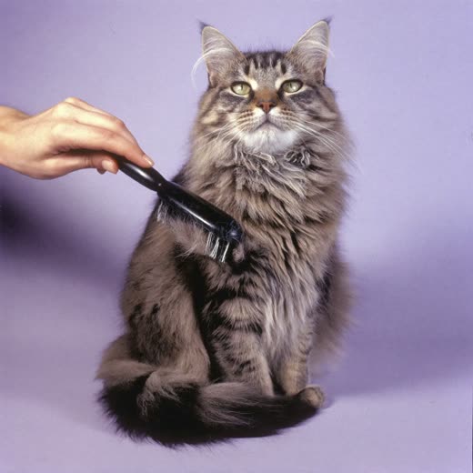 A long-haired cat being brushed