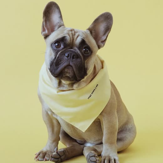 A freshly groomed French bulldog wearing a plain bandana